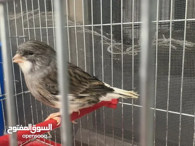 ذكر قلستر بومه