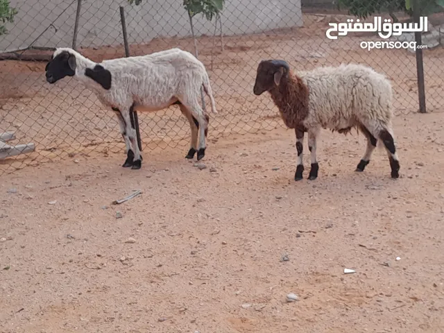 نعجه وطنيه عشره ف3شهور ومعاها خروف عمره فوق 6شهور محصنات وسليمات من العيوب والامراض