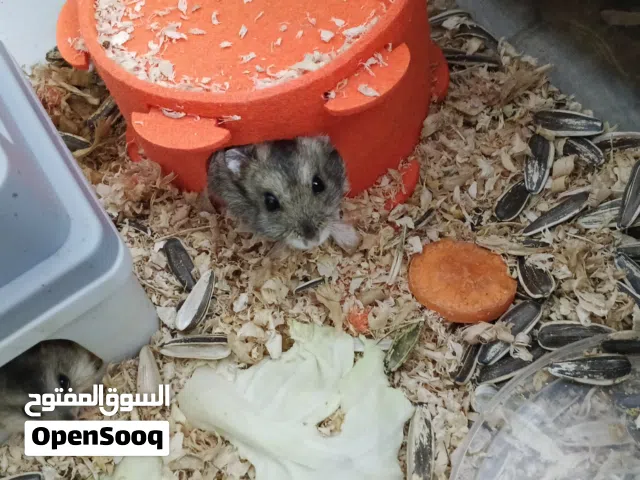 6 hamsters