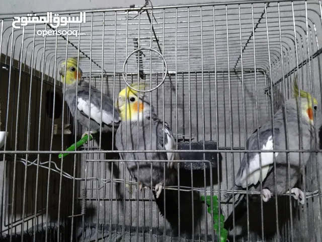 3 طيور كوكتيل انثايتين و ذكر كلهم 45 دينار الحبه على 15 طيور نخب