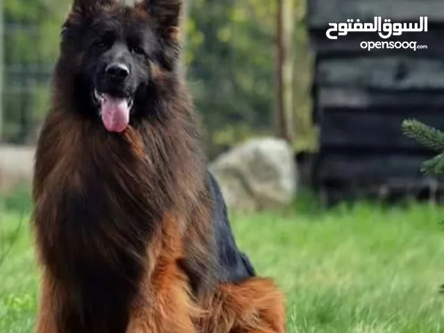 كلاب للبيع الكلب ب 700ج