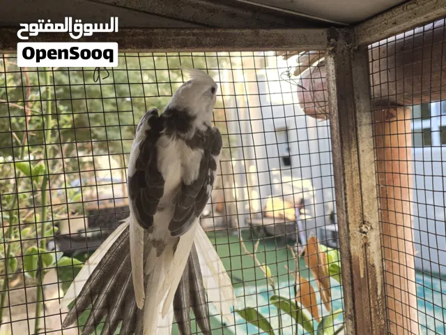 فروخ كوكتيل وايت العمر من ثلاثه شهور الى اربعه