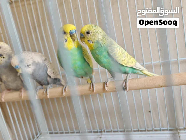 طيور بادجي الواحد ريالين