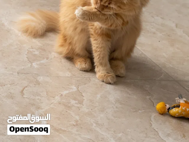 قطه شيرازية لون جميل