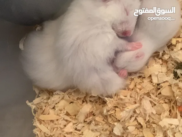 هامستر سوري ل البيع ب سعر مميز ويرضي الجميع