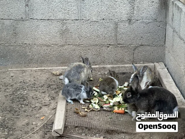 ارانب فرنسيه للبيع