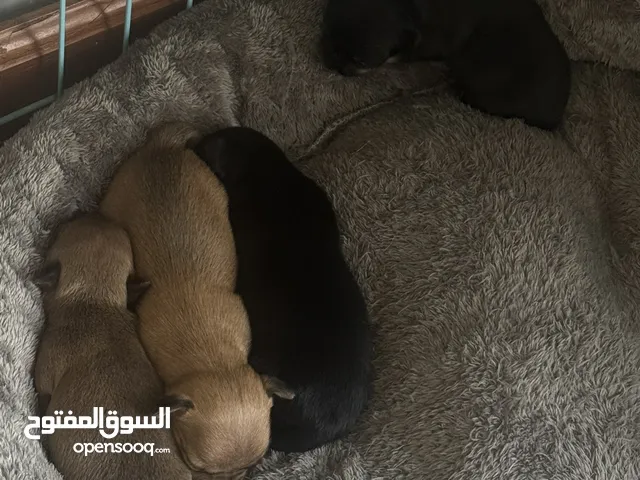 شيواوا ذكور واناث للحجز