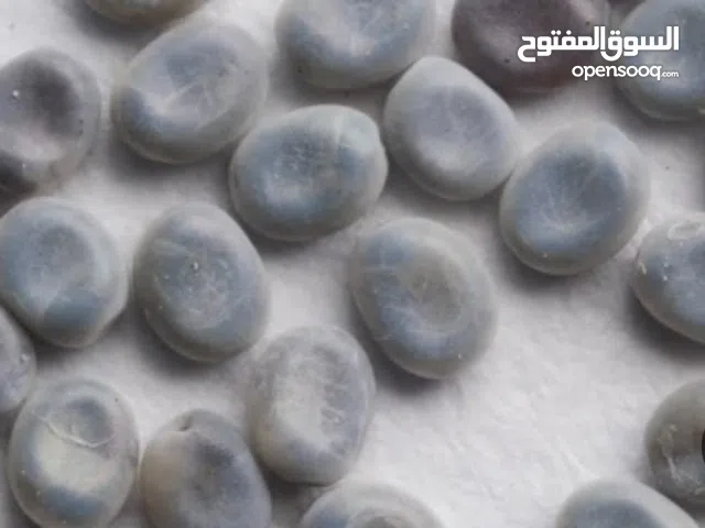 مطلوب بيض دود قز (دود حرير