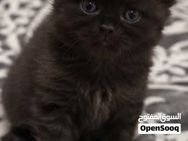 قطط للبيع الجاد يدخل