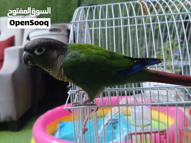 جرين شيك ذكر