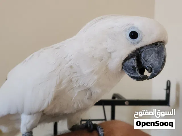 Male Cockatoo 5 years old.   friendly and good health   price 10,000 AED
