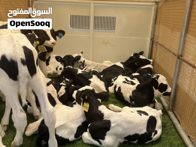 عجول هولندية للبيع