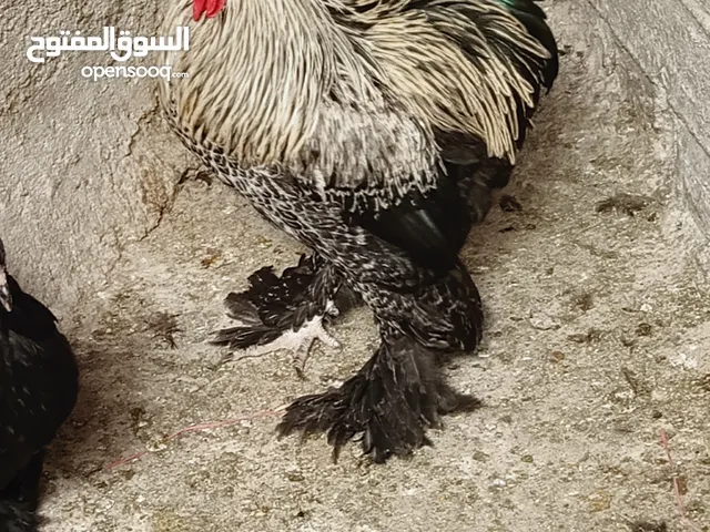 ديك براهما صلاة النبي