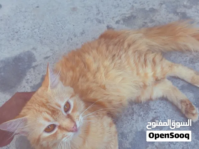 ذكر شيرازي