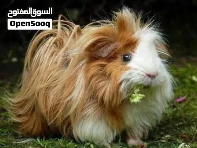 غيني بيج او الأرنب الغيني اونج هير