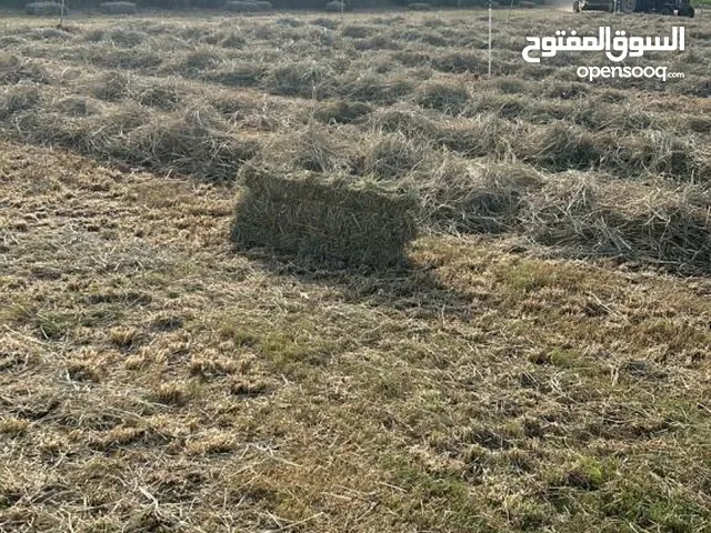 برايد قصة اليوم جديدة ناعمه