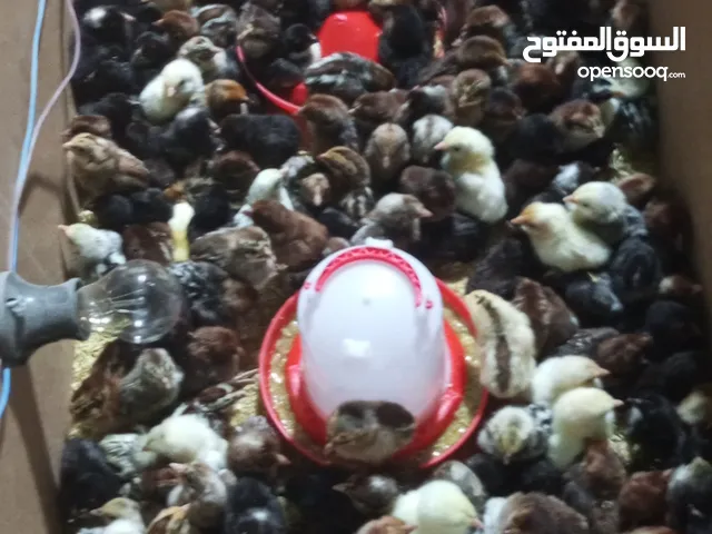 صيصان بلدي ومطروحي لوهمان فيومي