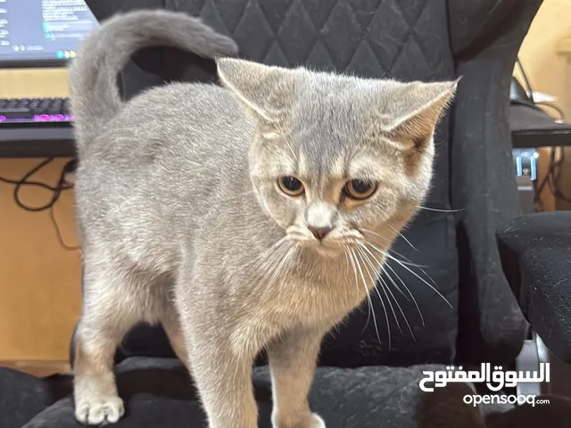 ذكر سكوتش ستريت بيور للبيع بسعر لقطة