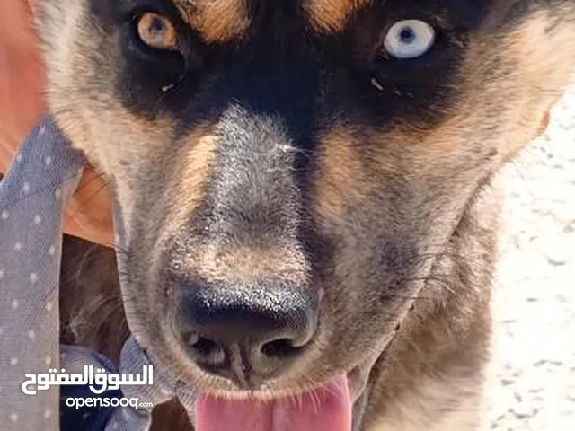 انثى كلب جيرمن بندوق هاسكي عين زرقاء وعين بنية