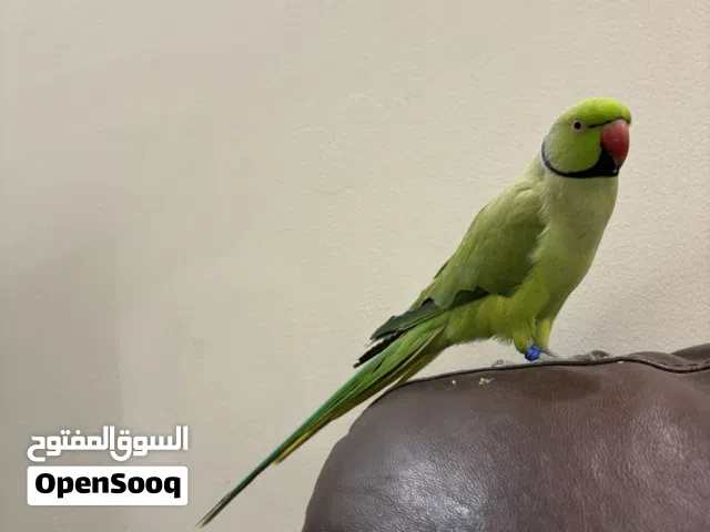 متوى للبيع