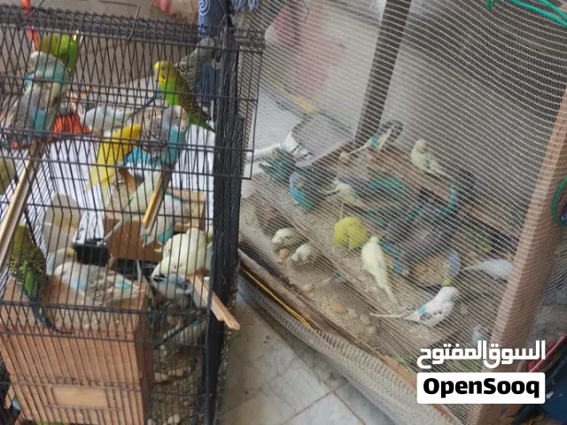 طيور للبيع