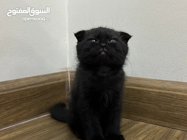 سكوتش فولد للتبني Scottish fold for adoption