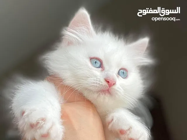 Cute kitten