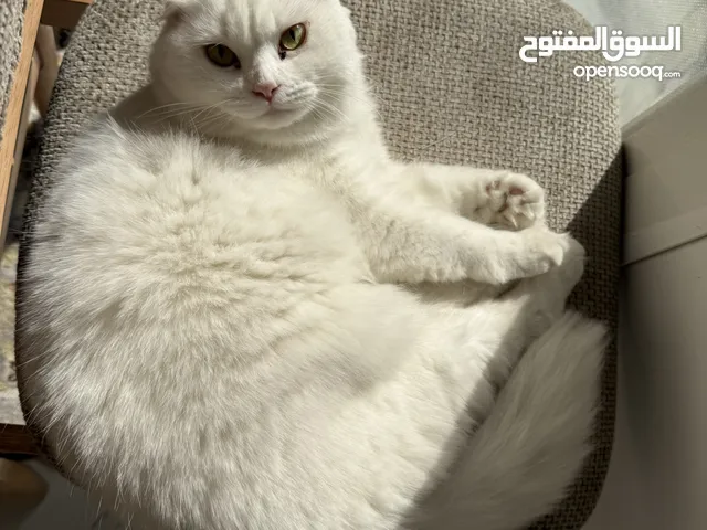 قطوه حلو وهادية ونظيفة جدا مكس شيرازي وسكوتش فولد