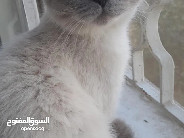 قطة جميلة بيتية مع باقي الاكل الخاص بها و اليتر بوكس الخاص بها