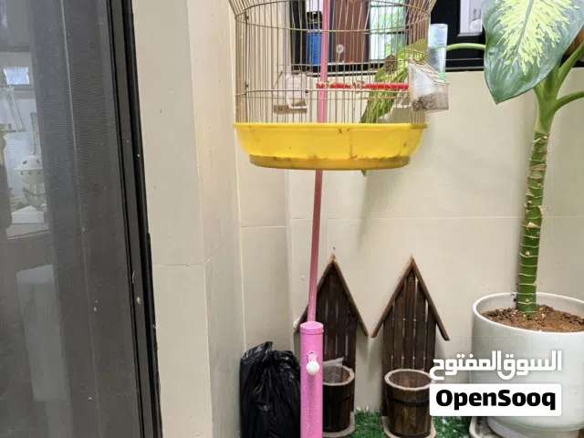 طير كناري مع القفص