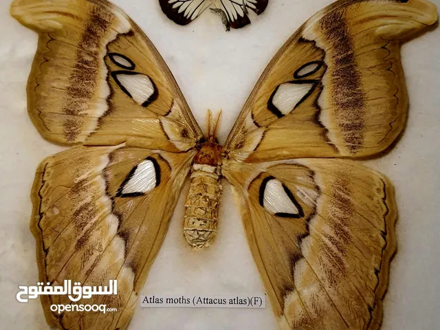 فراشة (atlas moth) اكبر فراشة حجمًا بالعالم للبيع .