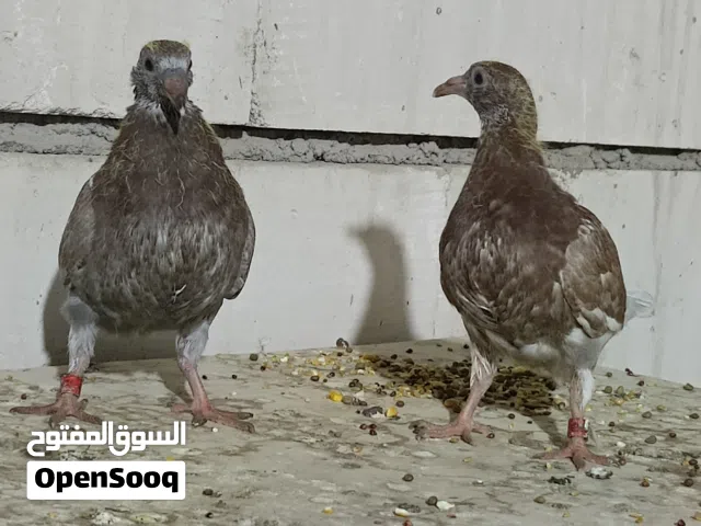 زوج فرخ البيع