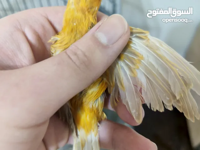 طيور كنار كوم للبيع مخاليف نخب