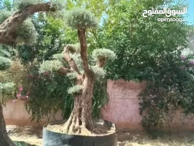 شجرة الكواتشو
