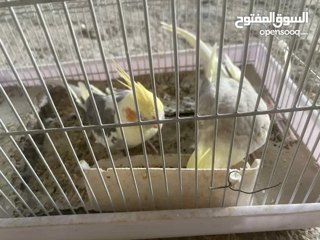 جوز كوكتيل بايد للبيع مستعجل