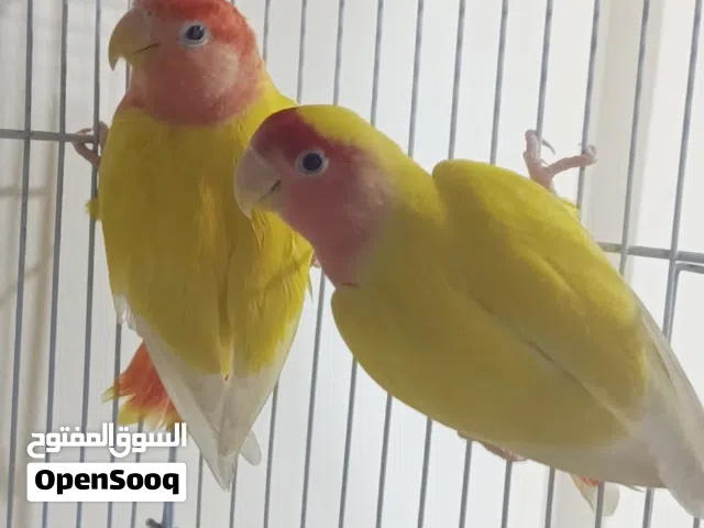 طيور الحب اوبلاين مع لاتينى  الذكر لاتينى والانثى اوبلاين ريد ومتاح طيور بادجى منتجه