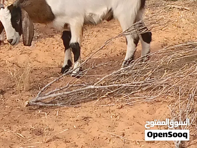 عدد 2جدي للبيع