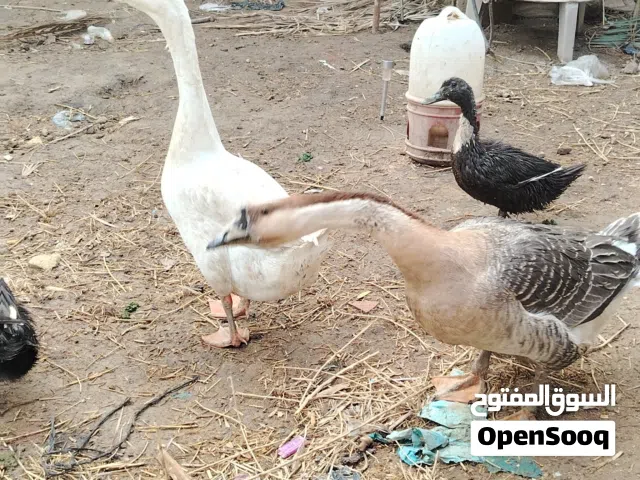 بط للبيع زوج السعر 75