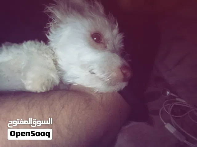 كلب لولو فرنسي كلب زينه نثيه تخبل