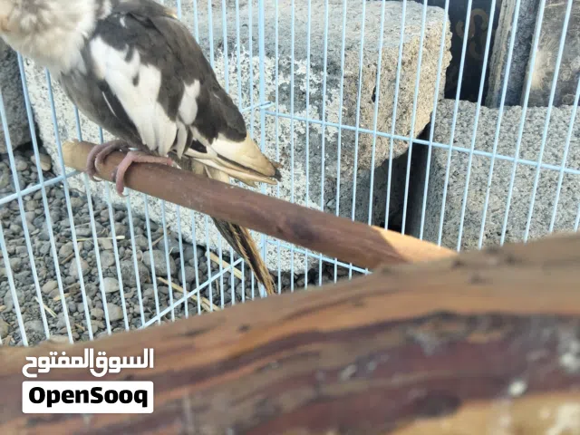 كوكتيل أليف