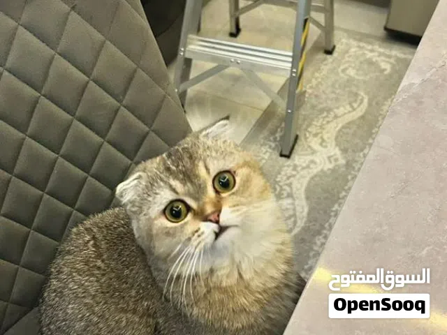 متجر شهد سكوتش فولد بيور