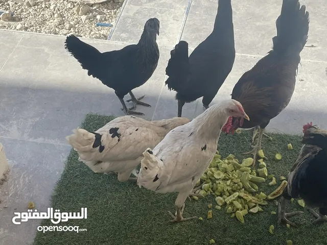 دجاج بلدي للبيع