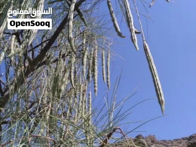 زيت القفص والشوع والشريش