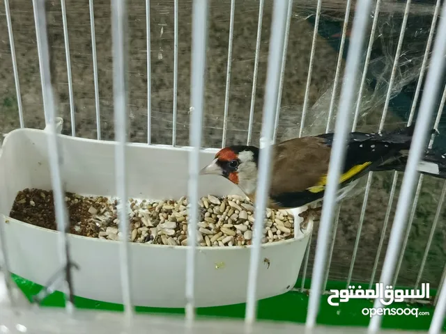 طيرة حسون لعبة