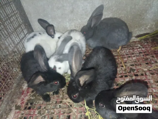 للبيع أرانب بابيون مميزة جداً   متوفر أرانب بابيون بأشكال جميلة ومميزة جداً ألوان متنوعة