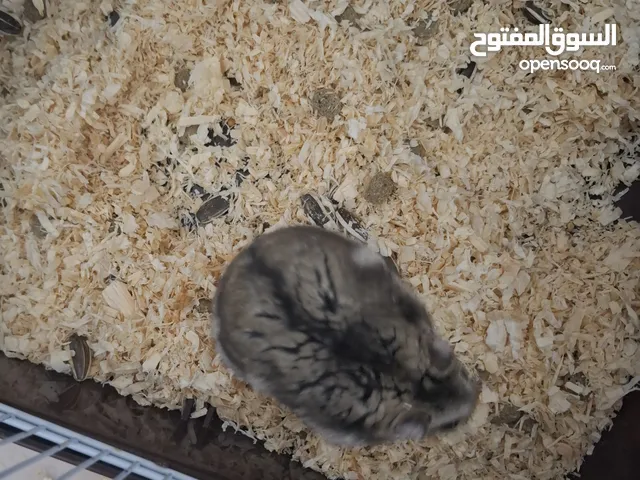 السلام عليكم ورحمة الله وبركاته في ثلاثه هامستر روسي زوز ذكوره و نتايه كل واحد بقفصه سعرهم بـ200