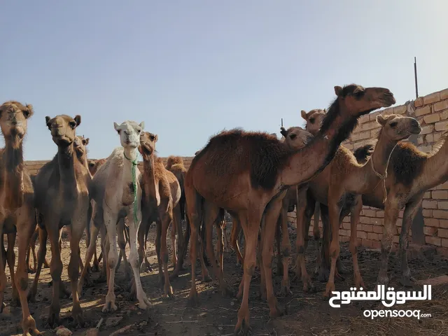 قعدان سودانيات للبيع