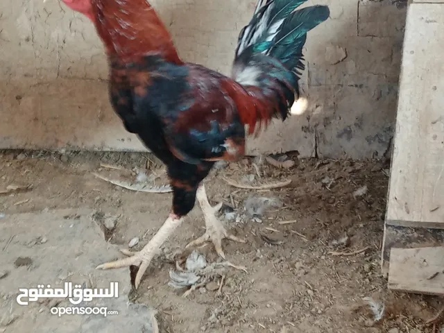 للبيع ديك باكستاني