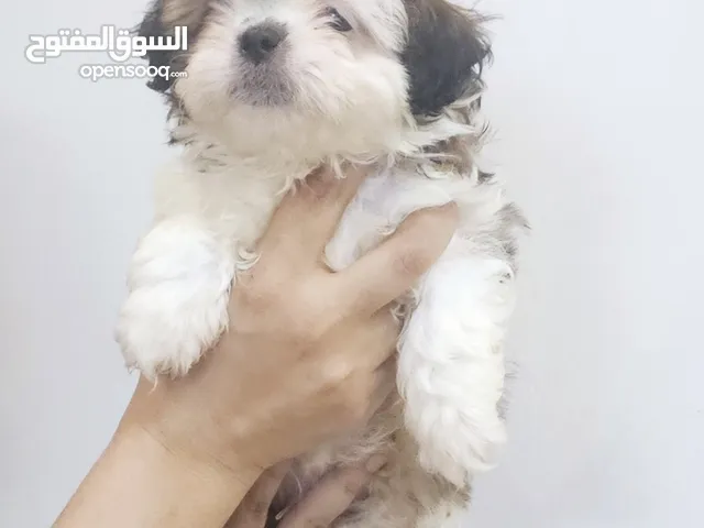shihtzu شيتزو بيور