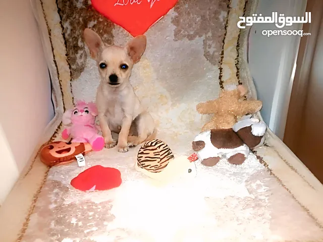 شيواوا للبيع